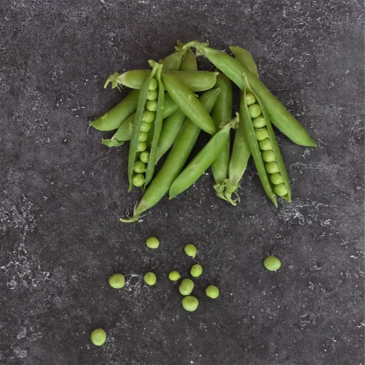 Semences - Pois nain à écosser Merveille de Kelvedon