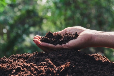 Engrais et fertilisants de jardin : quand et comment les utiliser ?