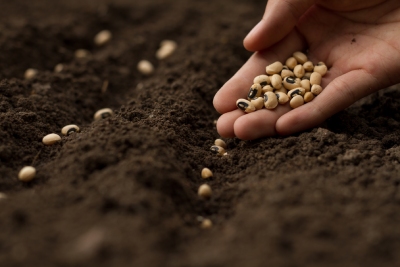 Jardin: réussir ses semis de graines potagères