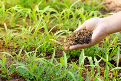 Les engrais verts : de multiples bénéfices pour la santé des sols
